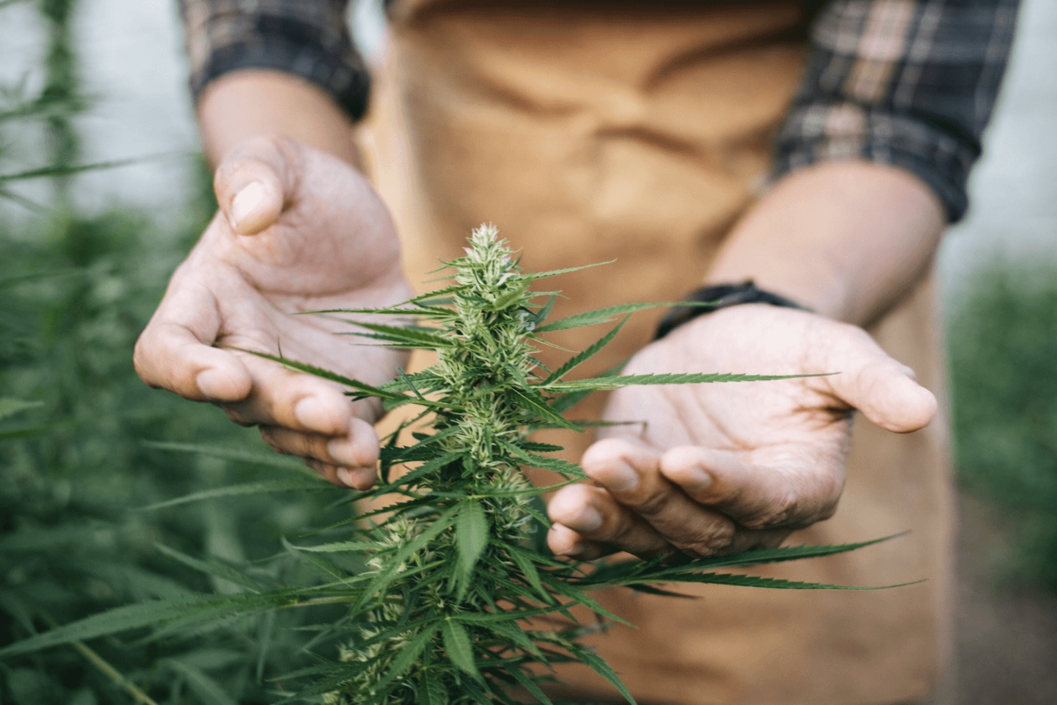 Изкупуване на индустриален коноп в България: реални модели, цени и пазари