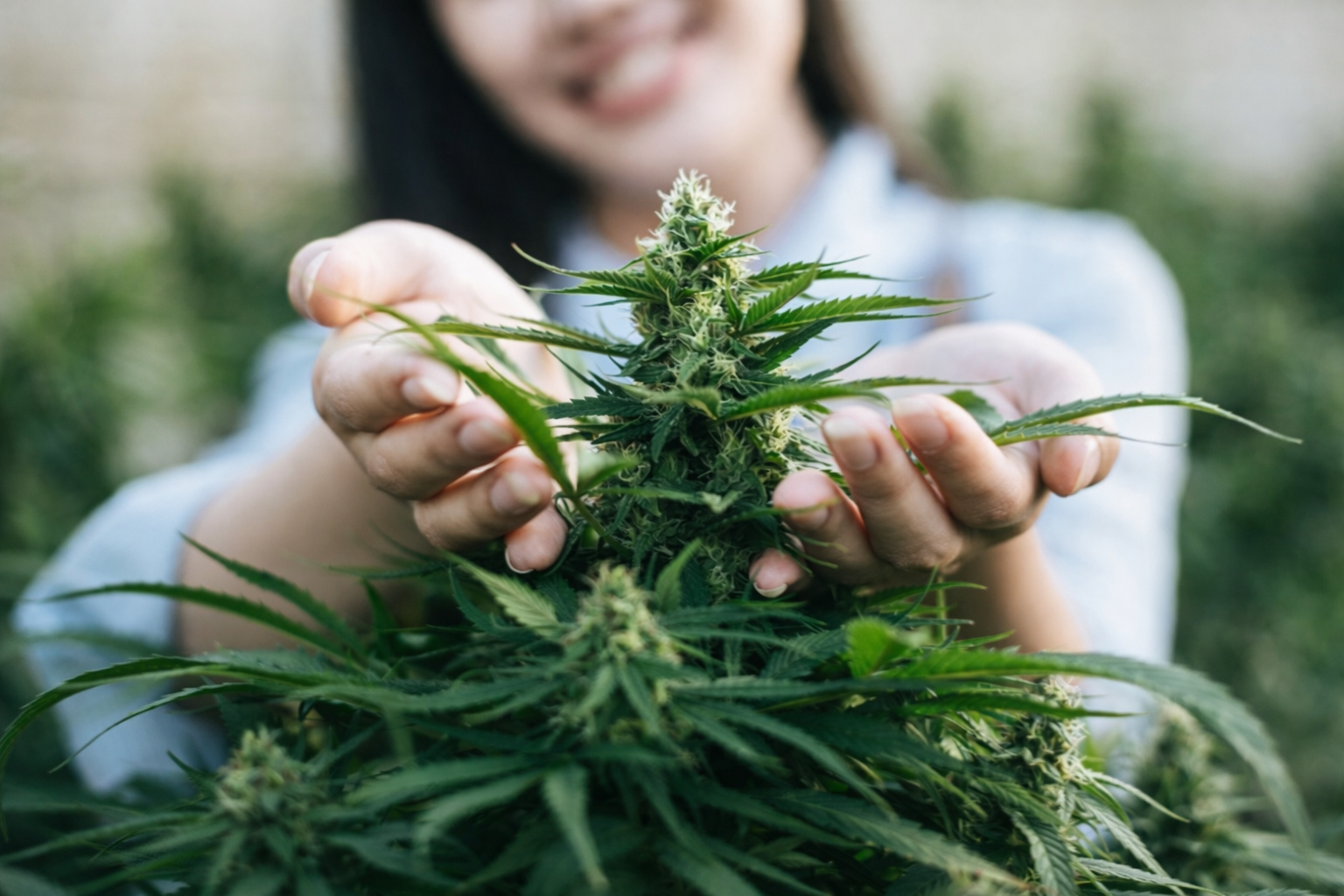 Hemp consulting and agronomy