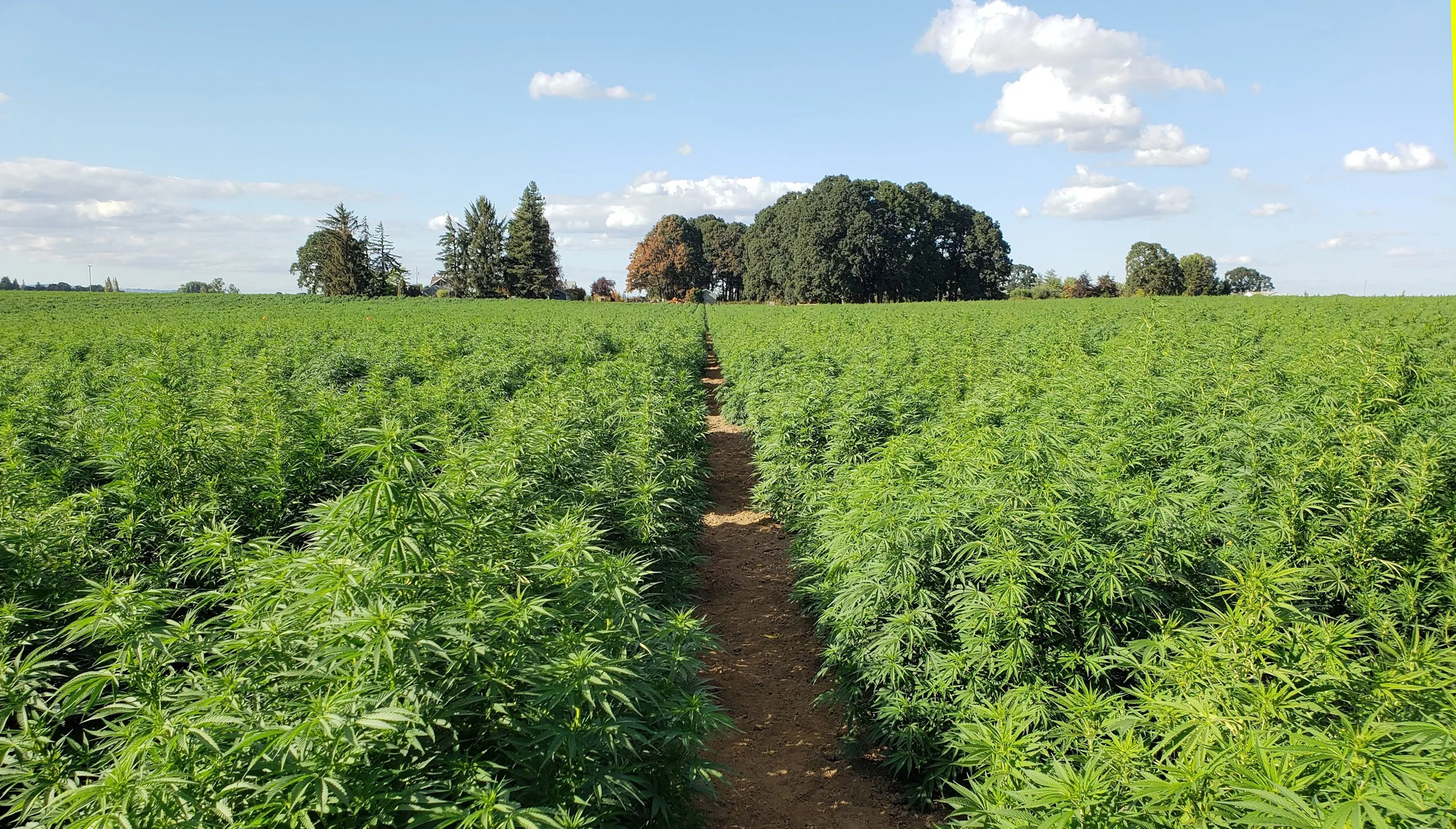 Industrial hemp buying and market realization