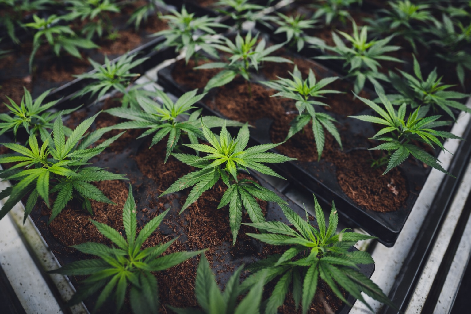 Industrial hemp seedlings production